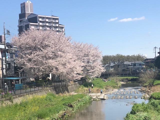 空堀川の桜